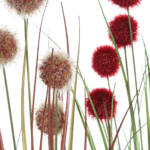 PLANTA PVC 10X10X71 POMPON 2 SURT. ROJO - Imagen 2